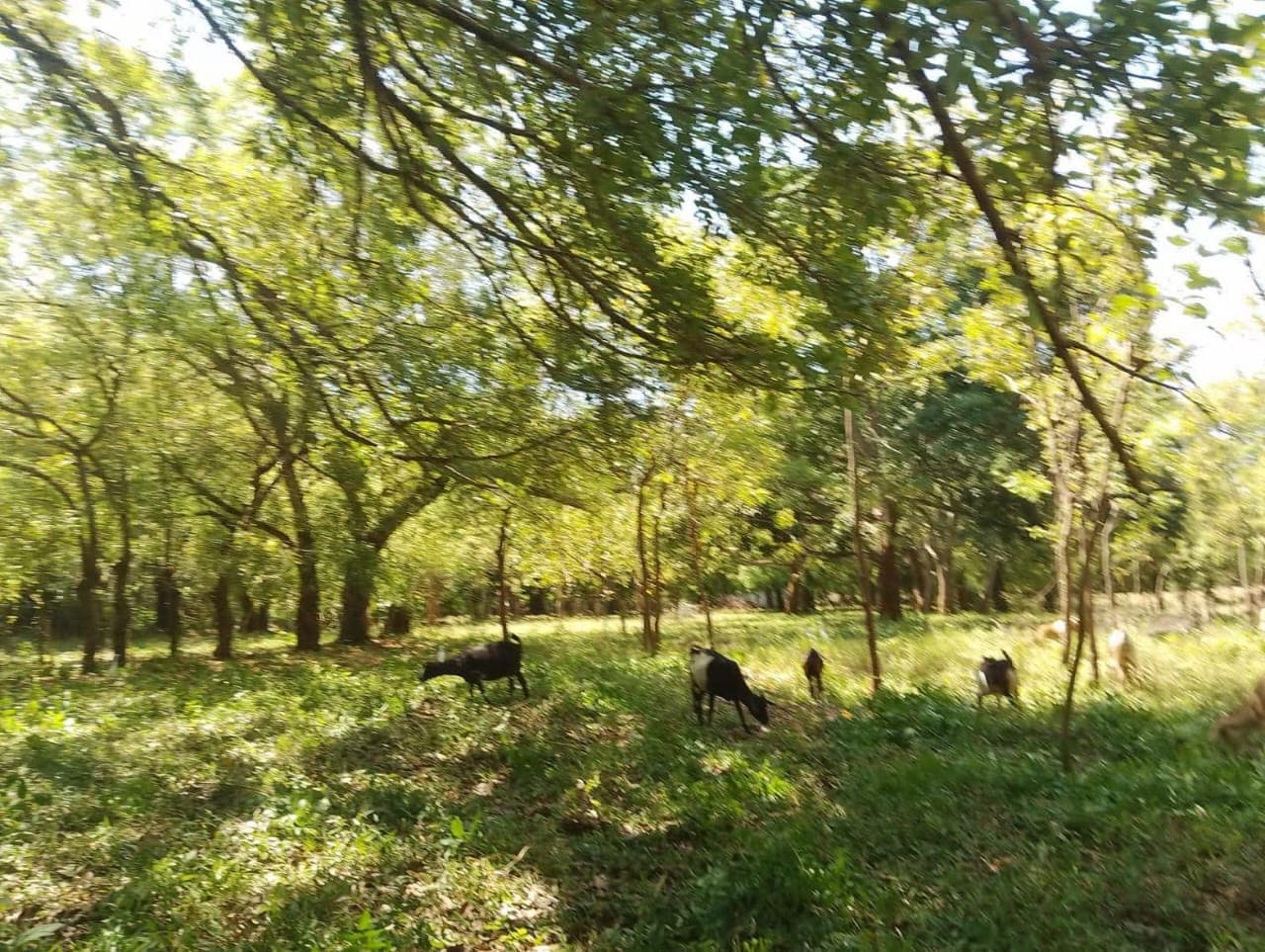 68 Acres Sand Beach property